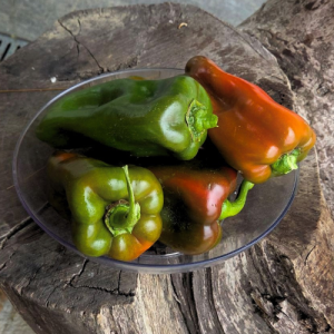 Paprika zelena
