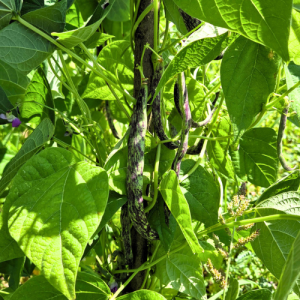 Mahune 1 kg