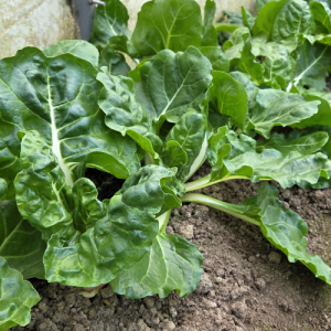 Blitva (vezica) - 250 gr