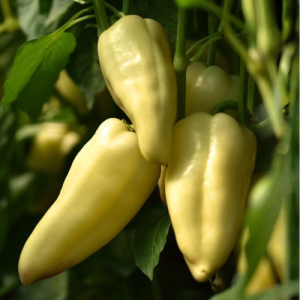 Paprika žuta