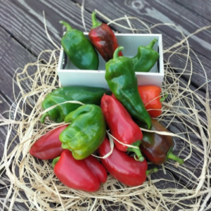 Paprika - druga klasa