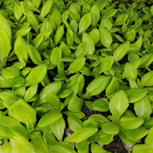 Rasad zelene salate puterice