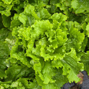 Zelena salata - ledenka