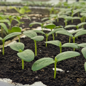 Rasad krastavac Monolit/Cosima