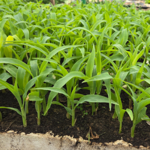 Rasad kukuruz šećerac