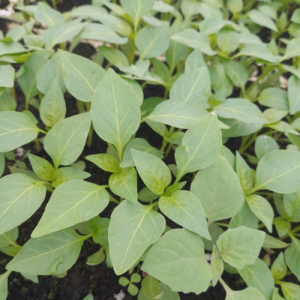 Rasad paprika Somborka