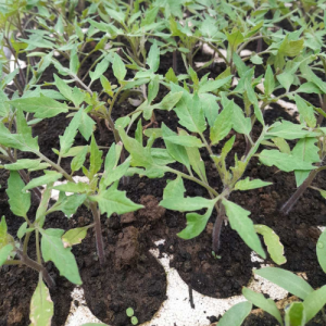 Rasad paradajz Volovsko srce