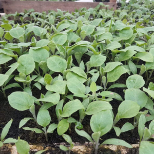 Rasad patlidžan Classic